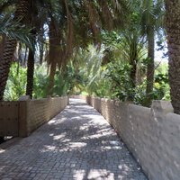 Al Ain Oasis