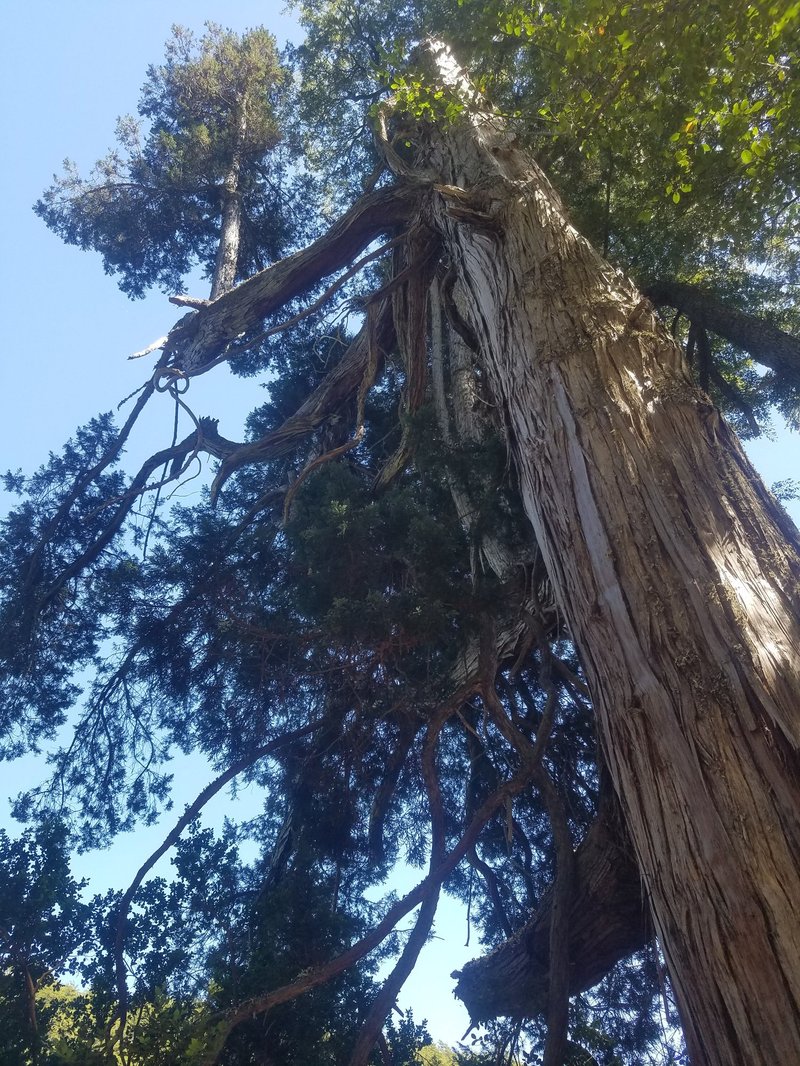 Viejo Lahuan, Los Alerces National Park