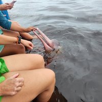 Pink dolphin, Anavilhanas Reserve, Central Amazon Conservation Complex