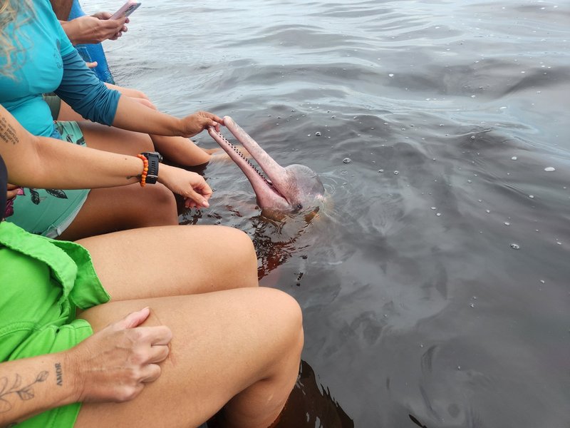Pink dolphin, Anavilhanas Reserve, Central Amazon Conservation Complex