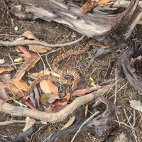 Common lancehead, Anavilhanas Reserve, Central Amazon Conservation Complex