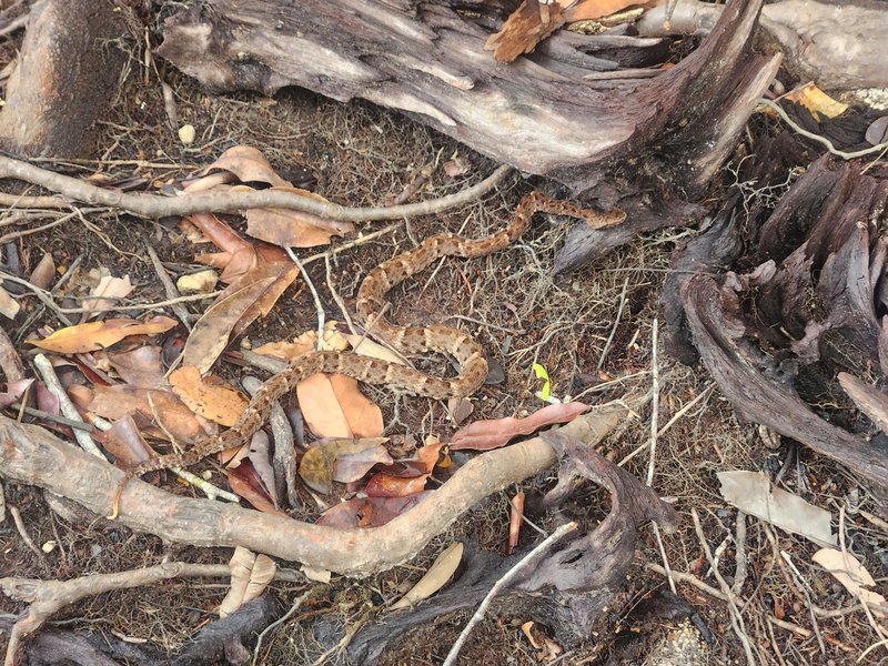 Common lancehead, Anavilhanas Reserve, Central Amazon Conservation Complex