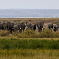 Amboseli National Park