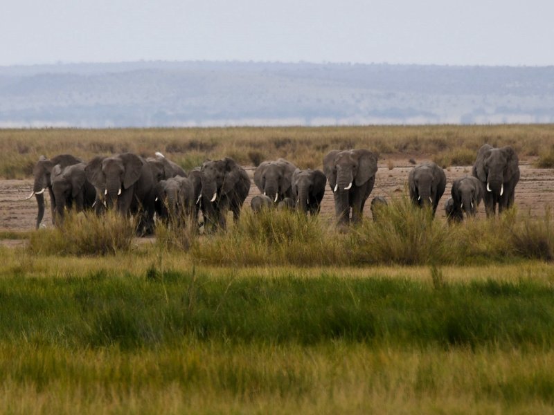 Amboseli National Park