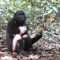 Bai Hokou gorilla
