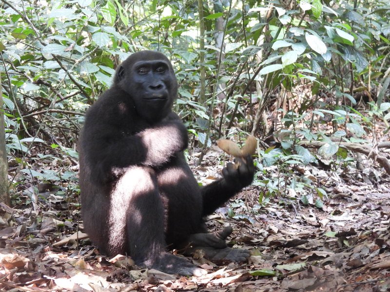 Bai Hokou gorilla