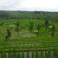 Jatiluwih Rice Terraces, Subak Landscape of Catur Angga Batukaru, Bali Subak system