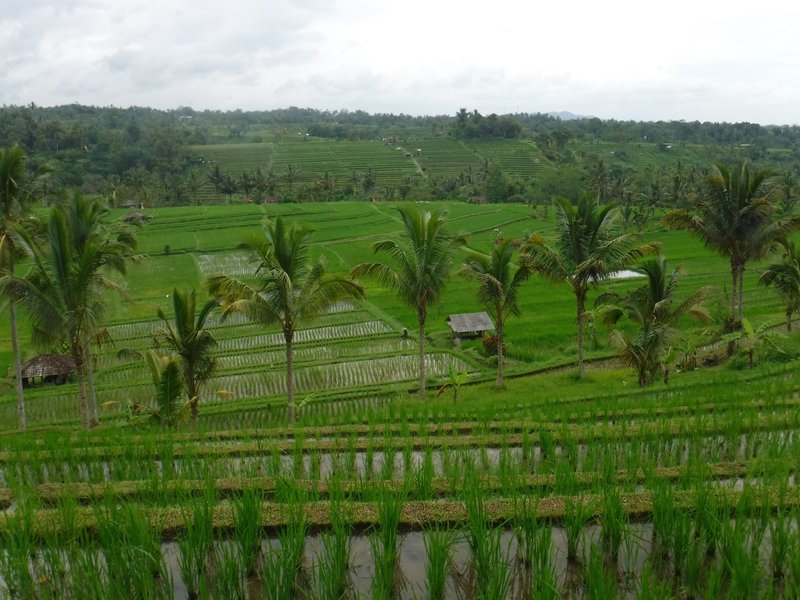 Jatiluwih Rice Terraces, Subak Landscape of Catur Angga Batukaru, Bali Subak system