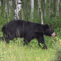 Bear in Wood Buffalo