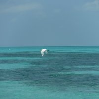 Belize Barrier Reef