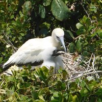 Red-footed booby, Half Moon Caye, Belize Barrier Reef