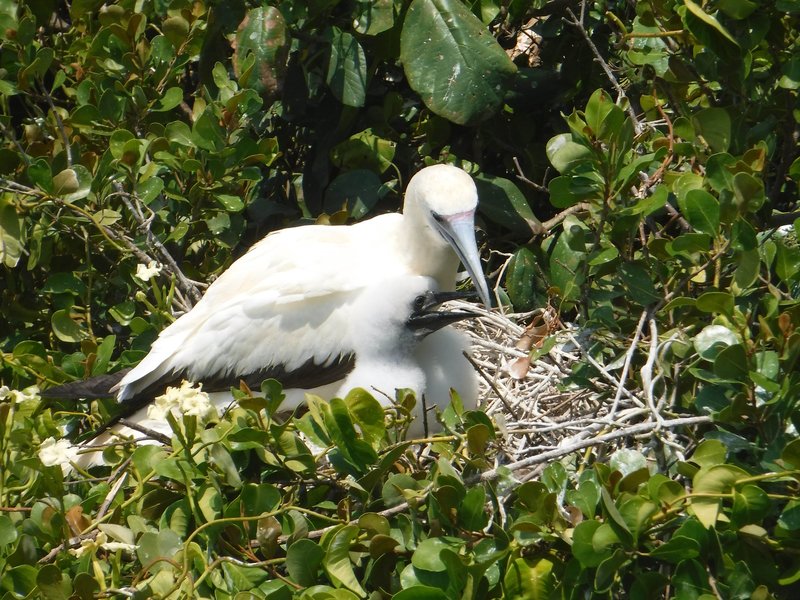 Red-footed booby, Half Moon Caye, Belize Barrier Reef