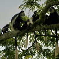 Black & white Colubus monkyes