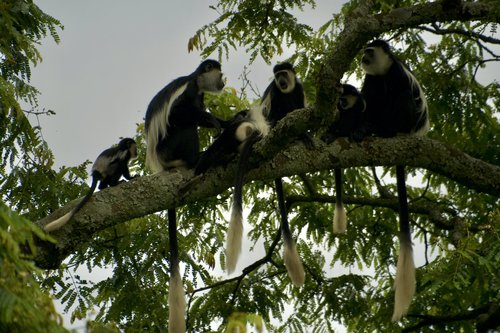 Black & white Colubus monkyes