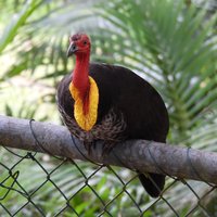 Australian brush-turkey at Kuranda
