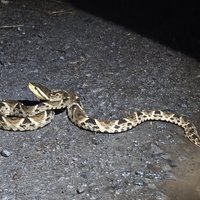 Bothrops asper