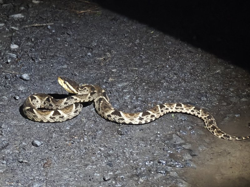 Bothrops asper, keep away!
