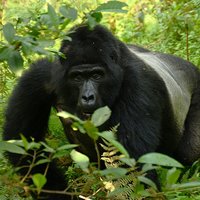 Bwindi Gorilla silverback