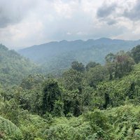Bwindi Impenetrable Forest 1