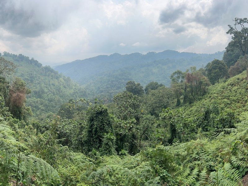 Bwindi Impenetrable Forest