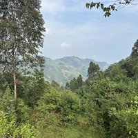 Bwindi Impenetrable Forest 2
