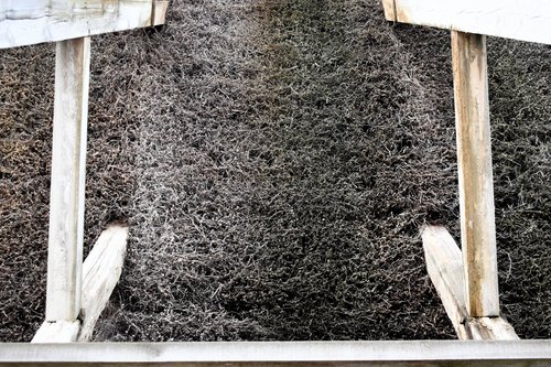 Blackthorn Twigs at Ciechocinek Graduation Tower I