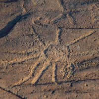 Central Kalahari Game Reserve rock art