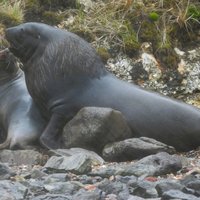Campbell Sea Lions mating