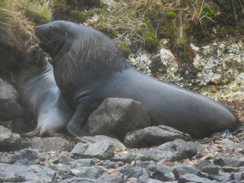 Campbell Sea Lions mating