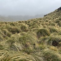 Campbell tussock
