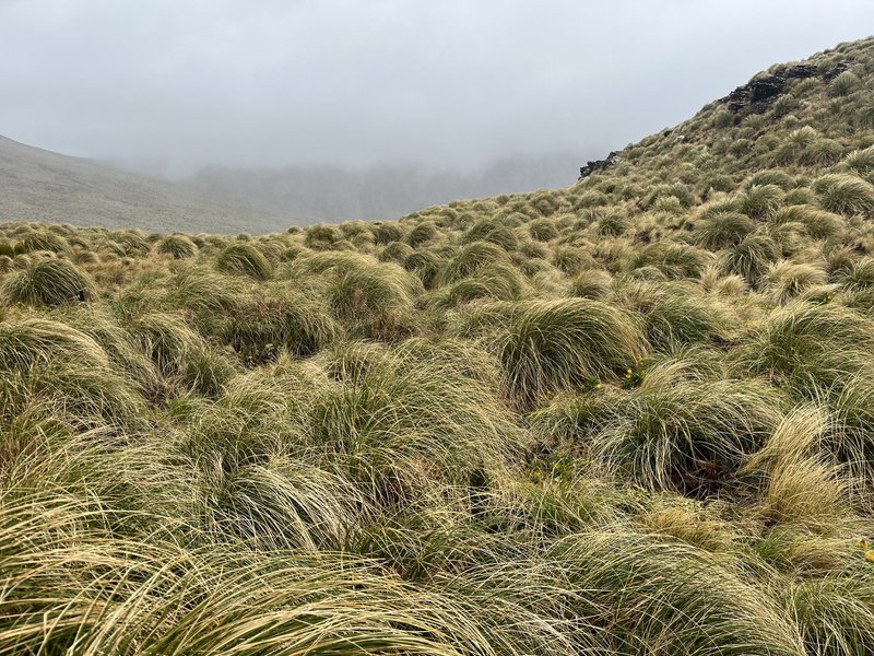 Campbell tussock