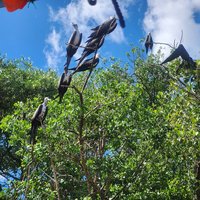 Magnificent frigatebirds