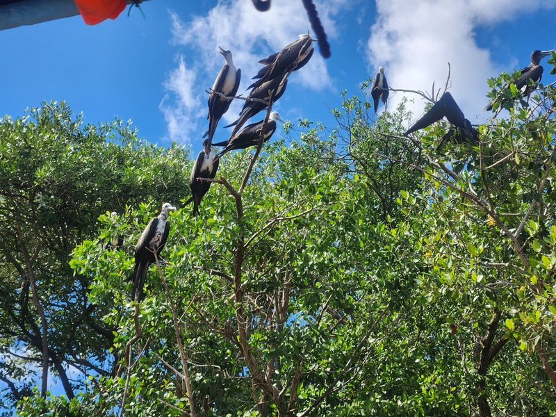 Magnificent frigatebirds, Reserva de la Biosfera Ría Celestún, Los Petenes-Ría Celestún