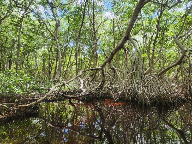 Reserva de la Biosfera Ría Celestún, Los Petenes-Ría Celestún