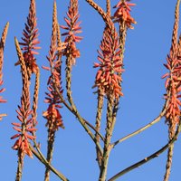Central Kalahari Game Reserve