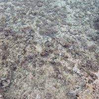 Cuban Caribbean Reef System