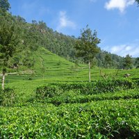 Sri Lanka’s Tea Cultural Landscape