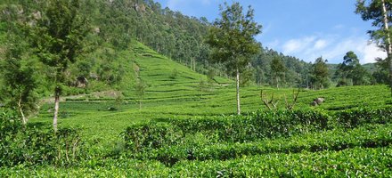 Sri Lanka’s Tea Cultural Landscape