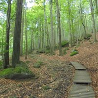 Beech forest, Jizerskohorské bučiny reserve