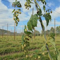 Hop fields, Trnovany, part of Žatec – Landscape of Hops