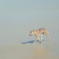 Dingo at K'gari