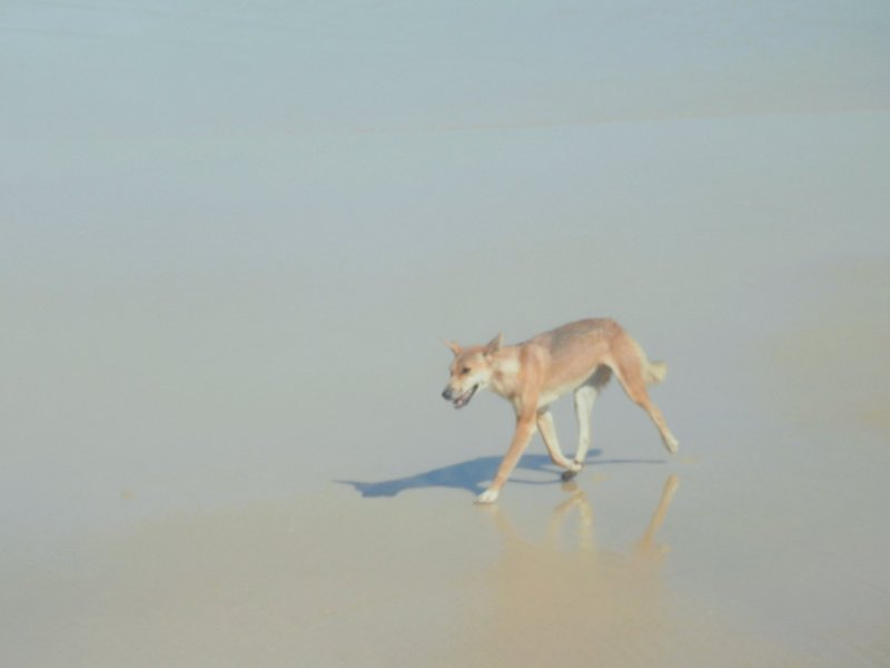 Dingo at K&#x27;gari