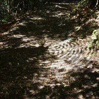 Shadow pattern of a large fern, Tongariro