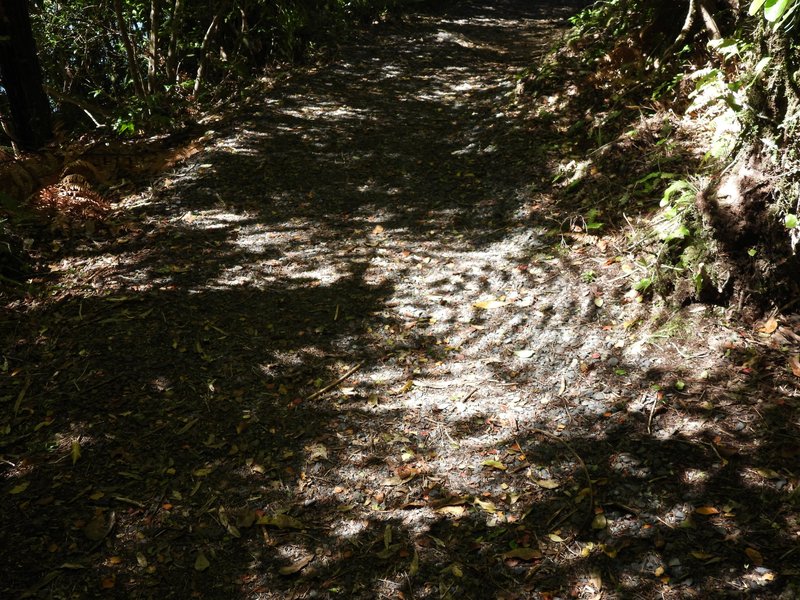 Shadow pattern of a large fern, Tongariro