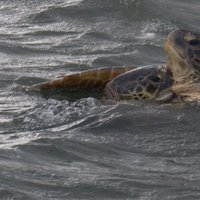 Comores by Bram de Bruin