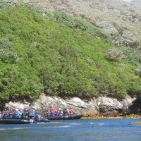 Zodiac cruise at The Snares