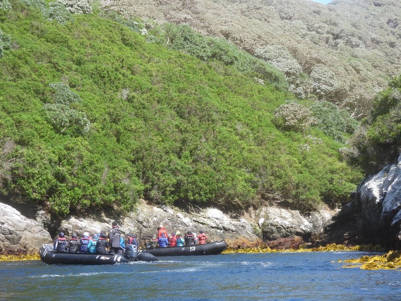 Zodiac cruise at The Snares