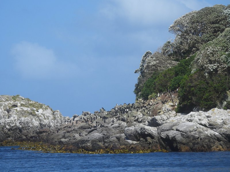 The Snares, Sub-Antarctic Islands