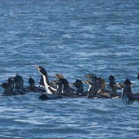 Gathering of Auckland Islands Shags