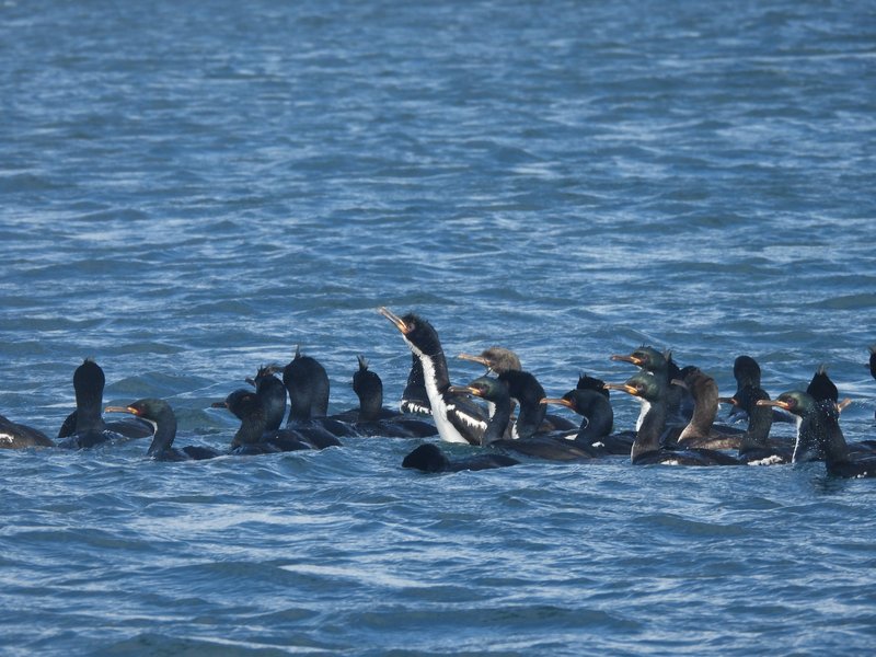 Gathering of Auckland Islands Shags